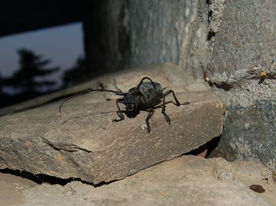 Κάντε κλικ για να δείτε την εικόνα σε πλήρες μέγεθος